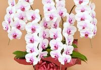 胡蝶蘭　白赤大輪　５本立ち　４５輪以上(つぼみ込み）