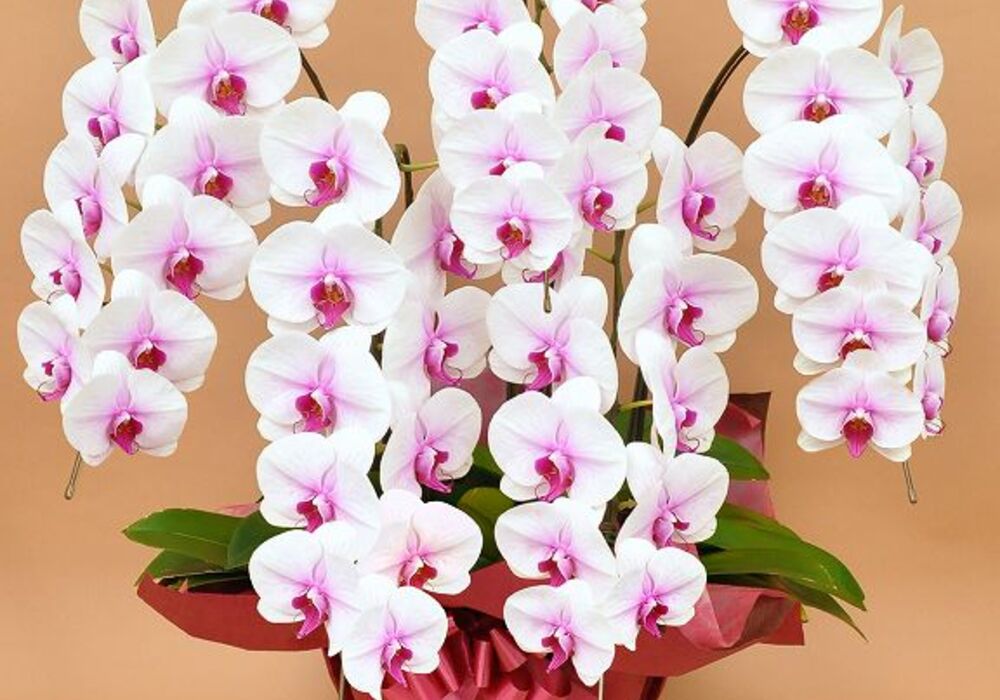 胡蝶蘭　白赤大輪　５本立ち　５０輪以上(つぼみ込み）