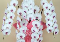 胡蝶蘭　白赤大輪　５本立ち　６０輪以上(つぼみ込み）