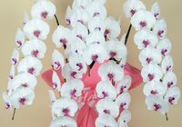 胡蝶蘭　白赤大輪　５本立ち　６５輪以上(つぼみ込み）